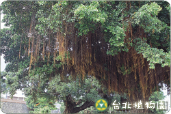 榕，氣根的圖片