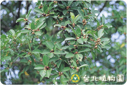 榕，果實的圖片