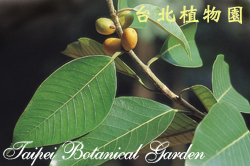 密梭倫榕，葉子與果實的圖片