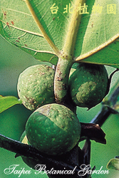 提琴葉榕，果實的圖片