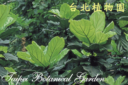 提琴葉榕，葉子的圖片