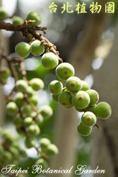 優曇華，果實的圖片