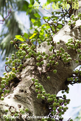 優曇華，果實及樹幹的圖片