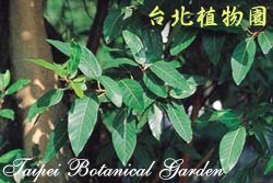 優曇華，葉子的圖片