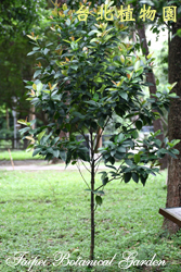 蘭嶼福木，樹幹的圖片