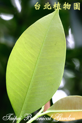 蘭嶼福木，葉子的圖片