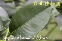 蘭嶼福木，葉子的圖片