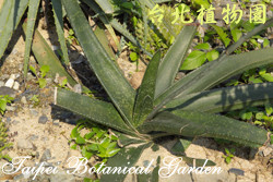 孔雀扇，葉子的圖片