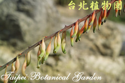 孔雀扇，花朵的圖片