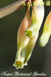 孔雀扇，花朵的圖片