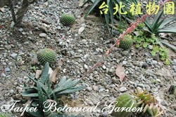 虎之卷，一整株的圖片