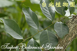 細葉饅頭果，葉子的圖片