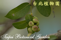 錫蘭饅頭果，果實與葉子的圖片