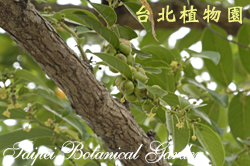 錫蘭饅頭果，果實與枝條的圖片