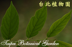 披針葉饅頭果，葉子的圖片