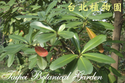 大頭茶，葉子的圖片