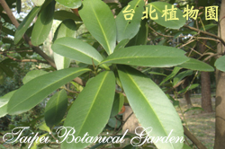 大頭茶，葉子的圖片