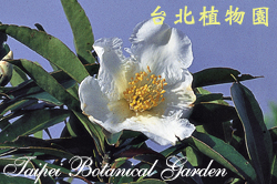 大頭茶，花朵的圖片