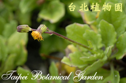 白鳳菜，花朵與葉子的圖片