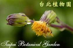 白鳳菜，花朵的圖片