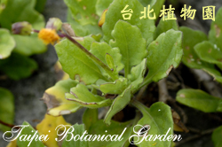 白鳳菜，葉子的圖片