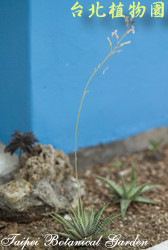 白帝，整株的圖片