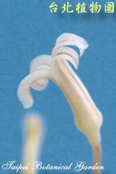 白帝，花朵的圖片