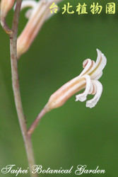 十二之卷，花朵的圖片