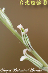 透明寶草，花的圖片