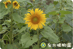 向日葵，花朵的圖片