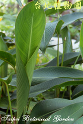 黃麗鳥蕉，葉子的圖片