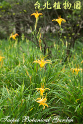 金針花，花朵的圖片