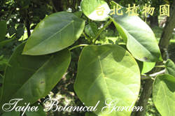 蓮葉桐，葉子的圖片