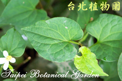 魚腥草，葉子的圖片