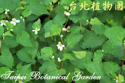 魚腥草，葉子與花的圖片