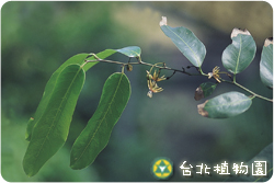 大風子，葉子與果實的圖片