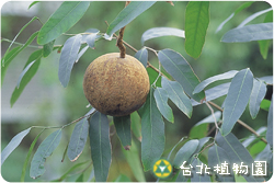 大風子，全株的圖片