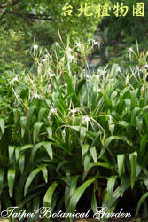 蜘蛛百合，花朵與葉子的圖片