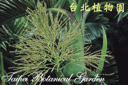 酒瓶椰子，花的圖片