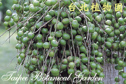 酒瓶椰子，果實的圖片