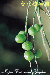 酒瓶椰子，果實的圖片