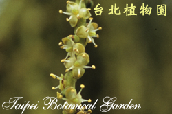 酒瓶椰子，花的圖片