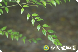 燈稱花，花的圖片