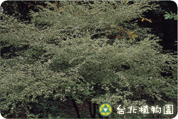 燈稱花，葉子的圖片