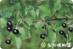 燈稱花，果實的圖片