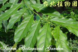 小花鼠刺，葉子的圖片