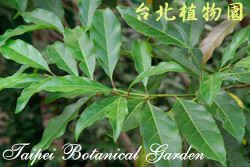 小花鼠刺，葉子的圖片