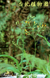 兔仔菜，植株的圖片