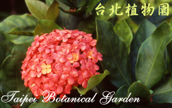 仙丹花，花朵與葉的圖片