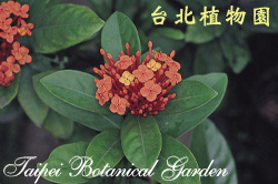 仙丹花，花朵與葉的圖片